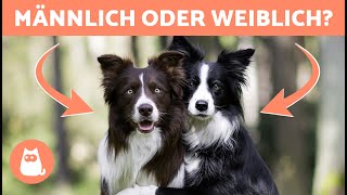 Unterschiede zwischen MÄNNLICHEN und WEIBLICHEN BORDER COLLIES 🐕🐾 Welchen nehmen [upl. by Ddarb304]