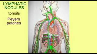 MALT MUCOSA ASSOCIATED LYMPHATIC TISSUE [upl. by Ajoop672]