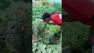 permaculture farm life at Aranyavas  Experiential Tourism farmstay regenerativeagriculture [upl. by Anileba]