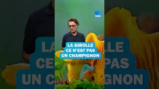 La girolle est un champignon qui ne pousse pas nimporte où [upl. by Halullat]