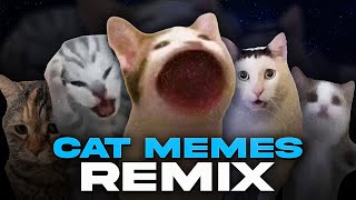 CATS  MEME  filler lol [upl. by Nylodam]