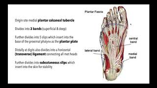 Mastering the Plantar Aponeurosis  Anatomy Function Pathology amp Treatment with Dr Emily [upl. by Attaynek376]