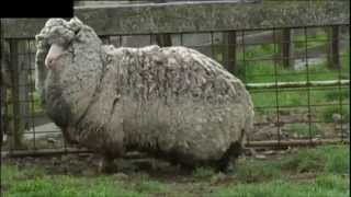 Worlds Wooliest Sheep Found In Australia [upl. by Landau278]