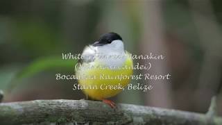 Whitecollared Manakin on Lek [upl. by Asilahs324]