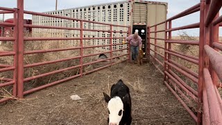 Hauling Cattle [upl. by Ecirpac120]