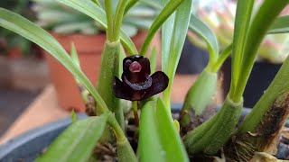 Orquídea negra Maxillaria schunkeana [upl. by Marriott]