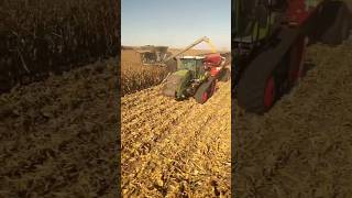 S98 Gleaner crushing corn acres gleaner fendt [upl. by Paine]