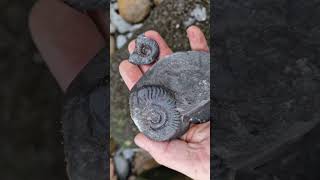 Grammoceras ammonite fossil finds on the Yorkshire Jurassic coast fossilhunting [upl. by Bonar]