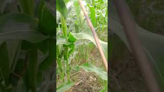 proses penyemprotan hama pada tanaman jagung manis 🌽fypシ゚viral viralvideo jagungmanis [upl. by Ahsaf]