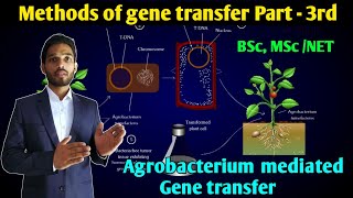 Methods of gene transfer part 3rd  Agrobacterium mediated gene transfer  BSc MSc  CSIR NET [upl. by Rochella]