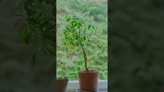 Zebra Snake Plant The Stunning Foliage In This Year snakeplantcare [upl. by Ynes170]