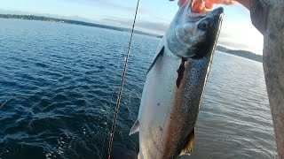 South Puget sound area 13 Blackmouth Coho amp Seals Boo [upl. by Samalla]