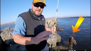 Caught 4 FISH Rock Fishing Bodega Bay California Doran Beach Jetty [upl. by Krystalle]