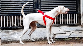 Rajapalayam dog aggression  barking  guarding skills  இராஜபாளையம் நாய்  Arivom Thozha [upl. by Eadith399]