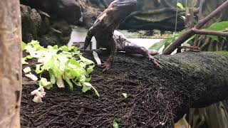 Ctenosaura pectinata panda pied eating in the greenhouse [upl. by Beitris429]