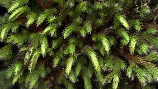 Rock spikemoss  Selaginella rupestris [upl. by Ahmed440]