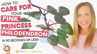 How To Care For Your Pink Princess Philodendron Plant [upl. by Sweeney]