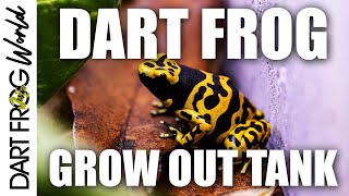 How to make a Dart Frog Vivarium Grow Out Tank [upl. by Souvaine]