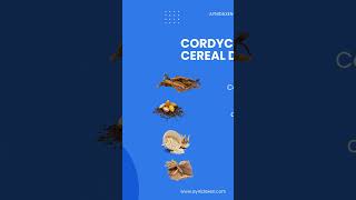 Beneficios del Hongo Cordyceps Sinensis de DXN ¿Qué es y Cómo Te Puede Ayudar [upl. by Rhoads]