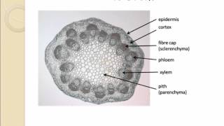 AS level G14 Distribution of vascular tissues in dicotyledonous plants Ms Cooper [upl. by Gader]