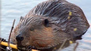 Beaver eating tree bark of twig with chewing sound [upl. by Edme]