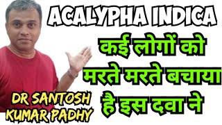 Acalypha indica 30 uses in homeopathy [upl. by Gabriele]