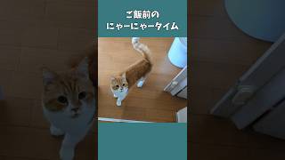 しわがれ声で鳴く10歳猫のご飯前 うちの猫がへんなことしてる [upl. by Treboh]