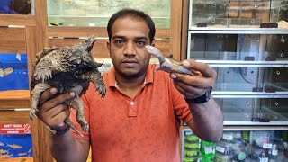 Snakehead Turtle Sideneck Turtle Snapping Turtle Mata Mata Turtle at Karnataka Aquarium [upl. by Arreic]