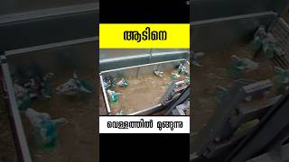 ആടിനെ മുക്കുന്ന വെള്ളം sheep dip malayalam facts shorts [upl. by Virginia231]