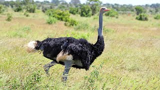 The bluenecked Somali Ostrich Struthio molybdophanes [upl. by Brownson]