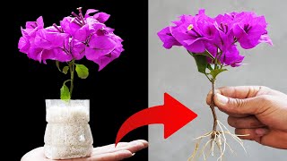 CREATE a FLOWER FOREST from a SINGLE Bougainvillea Branch in RECORD TIME [upl. by Asilrak]