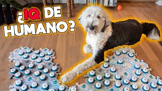 Este perro aprendió a comunicarse y lo que dijo fue aterrador [upl. by Valorie]