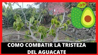 Phytophthora cinnamomi en ARBOL de AGUACATE síntomas Y SOLUCIONES🥑 [upl. by Levina]