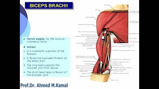 040 biceps brachii [upl. by Annahoj]