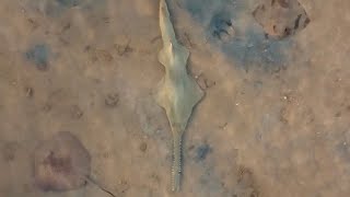 Critically endangered SAWFISH in Exmouth Gulf [upl. by Jacobs]