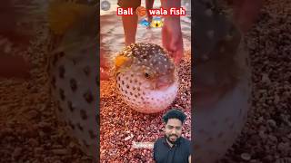 Wow Ball 🏀 fish 🐠🐟😱 fish pufferfish aquarium thefishfans fishing puffe ocean animals shorts [upl. by Moina]