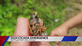 Billions of cicadas emerging in 2024 will be loud and mostly harmless [upl. by Rebmyt]