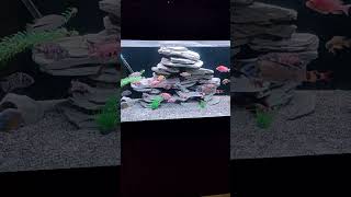 My African cichlid tank cichlid aquarium aquascape [upl. by Annaliese979]