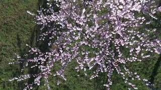 So schön blühen die Mandelblüten in Gimmeldingen [upl. by Noryahs]