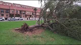 El viento arranca un árbol en Lardero en la zona de Villa Patro [upl. by Lalise]