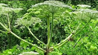 Dangers of giant hogweed plant [upl. by Laiceps]