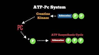 Anatomy  ATP Pc Energy System [upl. by Nollek]