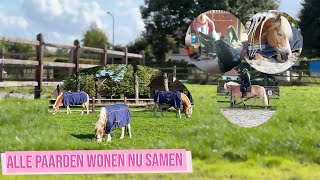 ALLE PAARDEN VERHUIZEN NAAR ONZE EIGEN STAL  Haflingers King amp Beau [upl. by Tristram]