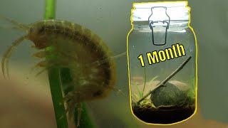 Woodland Stream Ecosphere  1 Month update Where is the parasite [upl. by Asennav237]