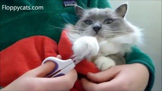 How to Wrap a Cat for Nail Trimming  Whisker Wishes Cat Nail Clippers Product Review [upl. by Wynnie]