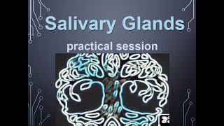 Salivary glandsHistology practicalIntroduction [upl. by Amathiste]