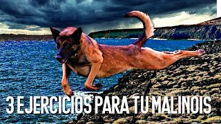 LOS 3 MEJORES EJERCICIOS para los PERROS de la RAZA PASTOR BELGA MALINOIS ✔️ [upl. by Colet]