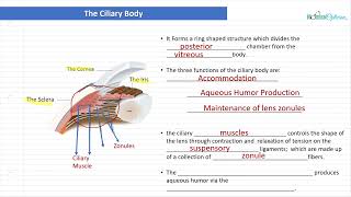 Optician Training The Ciliary Body Ocular Anatomy Lecture 7 [upl. by Gadmon223]