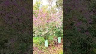 Lespedeza bicolor shortsvedio flowers nature australia [upl. by Villiers283]