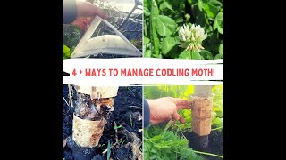 How To Manage Codling Moth [upl. by Einniw]